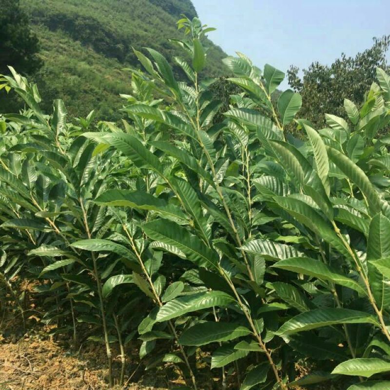 板栗苗正宗板栗嫁接苗，品种优良，果大，油红