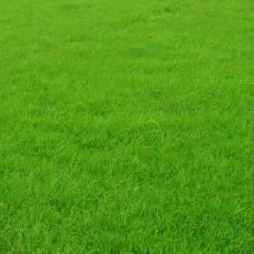 高羊茅草种，进口高羊茅，净籽90%以上