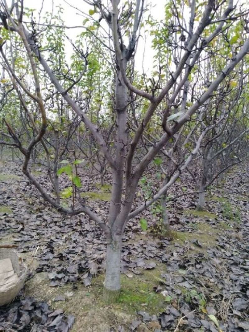 梨树2~4cm2.5~3米