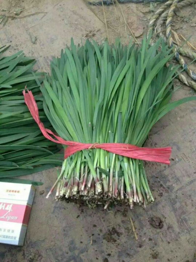 韭菜头茬