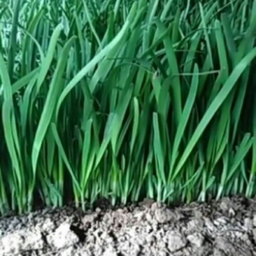 韭菜头茬