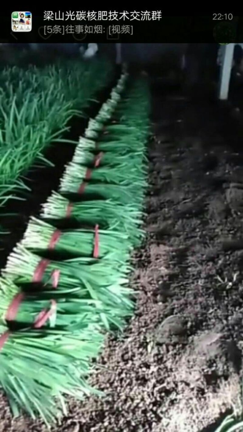 韭菜头茬