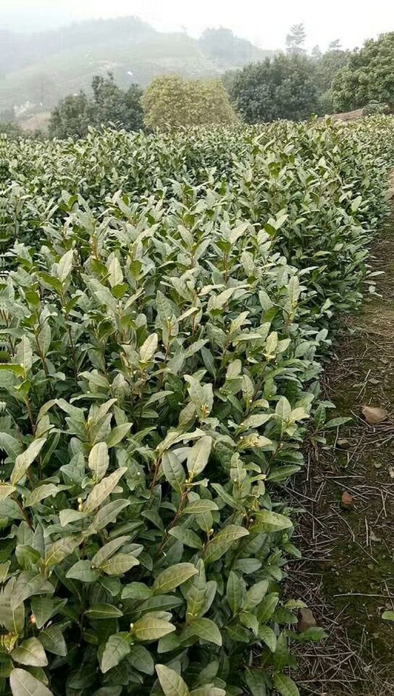 茶叶一级欢迎广大客商批发散卖