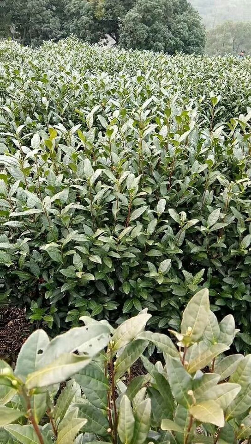 茶叶一级欢迎广大客商批发散卖