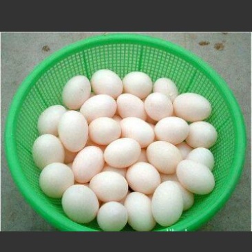 鸽子蛋食用