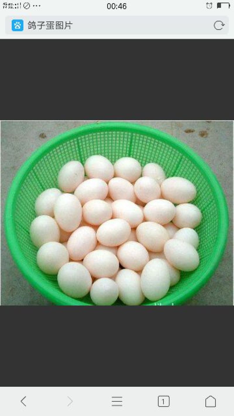 鸽子蛋食用