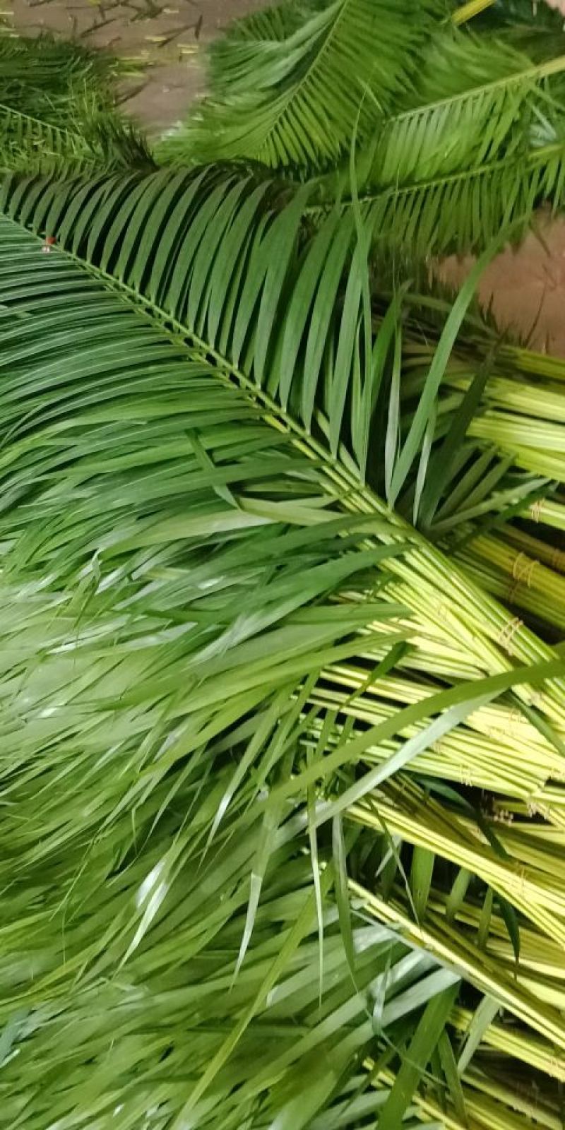 富贵竹2~4cm