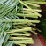 富贵竹2~4cm
