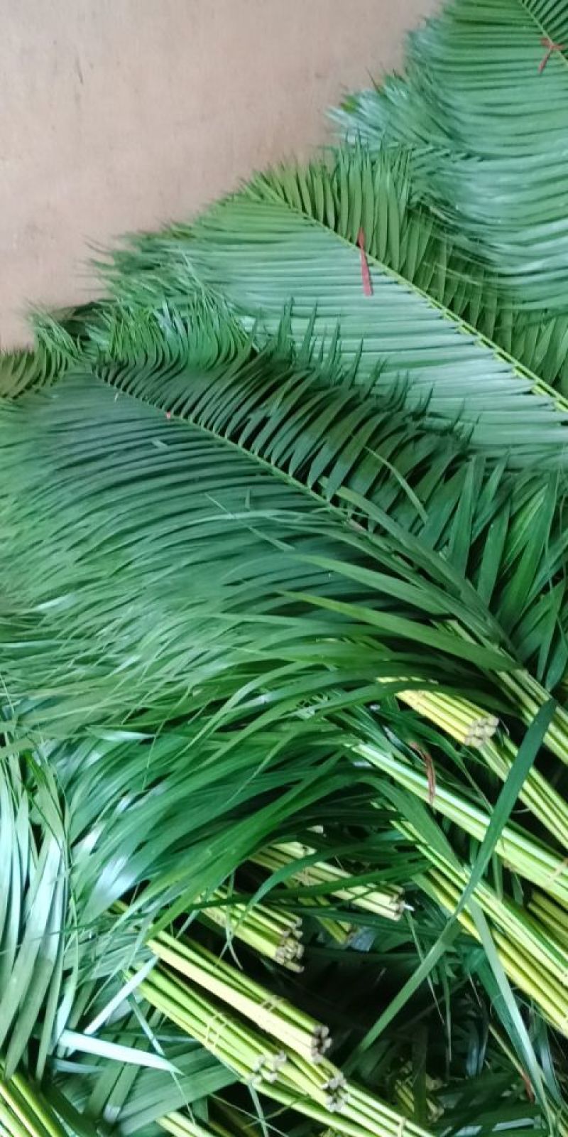 富贵竹2~4cm