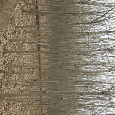 白蜡树6~8cm6~8cm