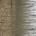 白蜡树6~8cm6~8cm