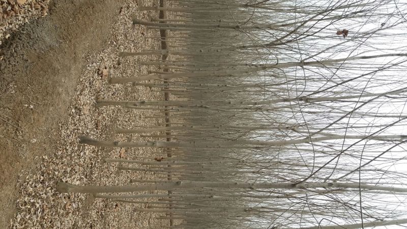 白蜡树6~8cm6~8cm