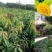 金煌芒树苗,桂七,台农,四季芒果树苗基地直发放心苗