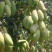 金煌芒树苗,桂七,台农,四季芒果树苗基地直发放心苗