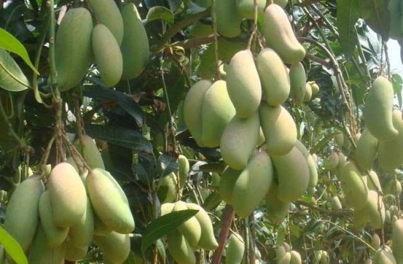 金煌芒树苗，桂七，台农，四季芒果树苗基地直发放心苗