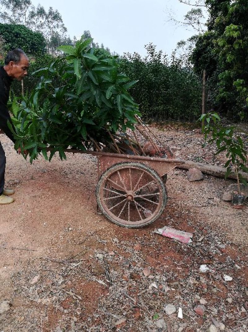 金煌芒树苗，桂七，台农，四季芒果树苗基地直发放心苗