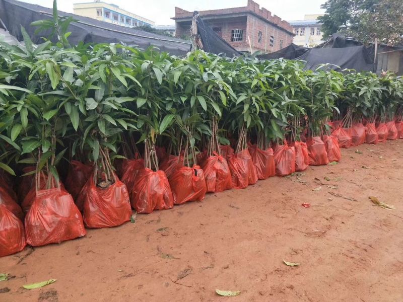 金煌芒树苗，桂七，台农，四季芒果树苗基地直发放心苗