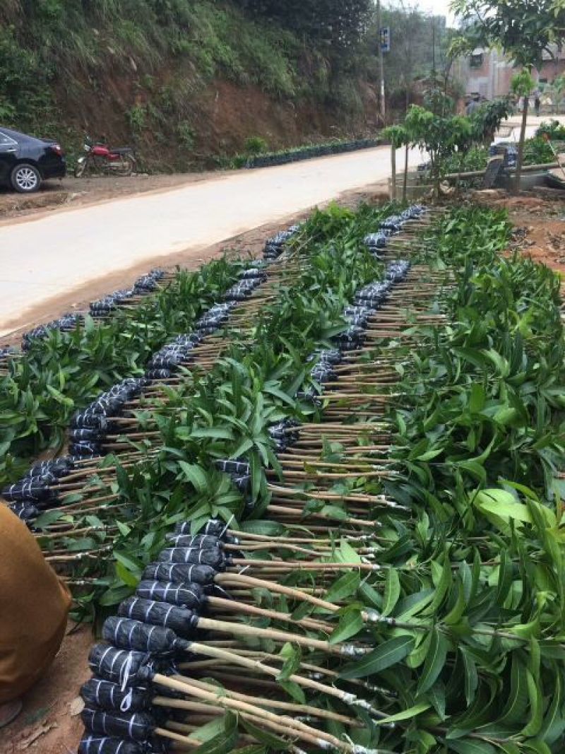 金煌芒树苗，桂七，台农，四季芒果树苗基地直发放心苗