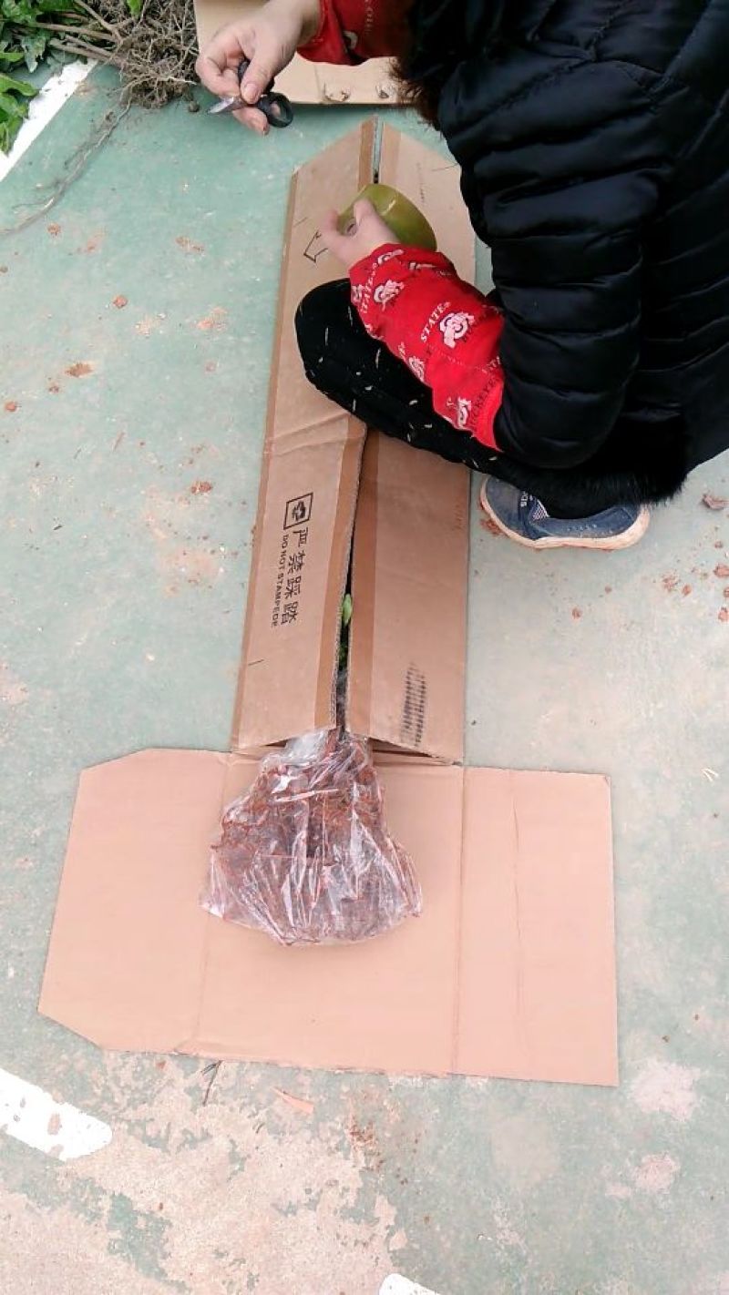 金煌芒树苗，桂七，台农，四季芒果树苗基地直发放心苗
