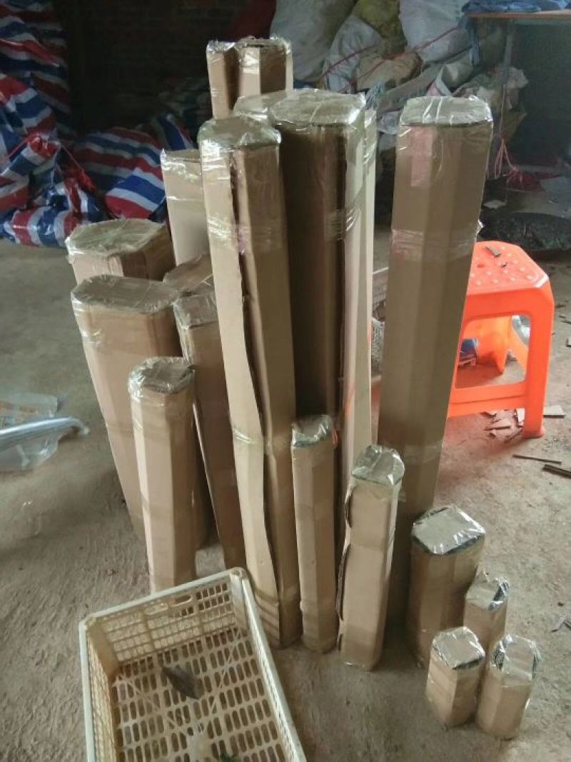 金煌芒树苗，桂七，台农，四季芒果树苗基地直发放心苗