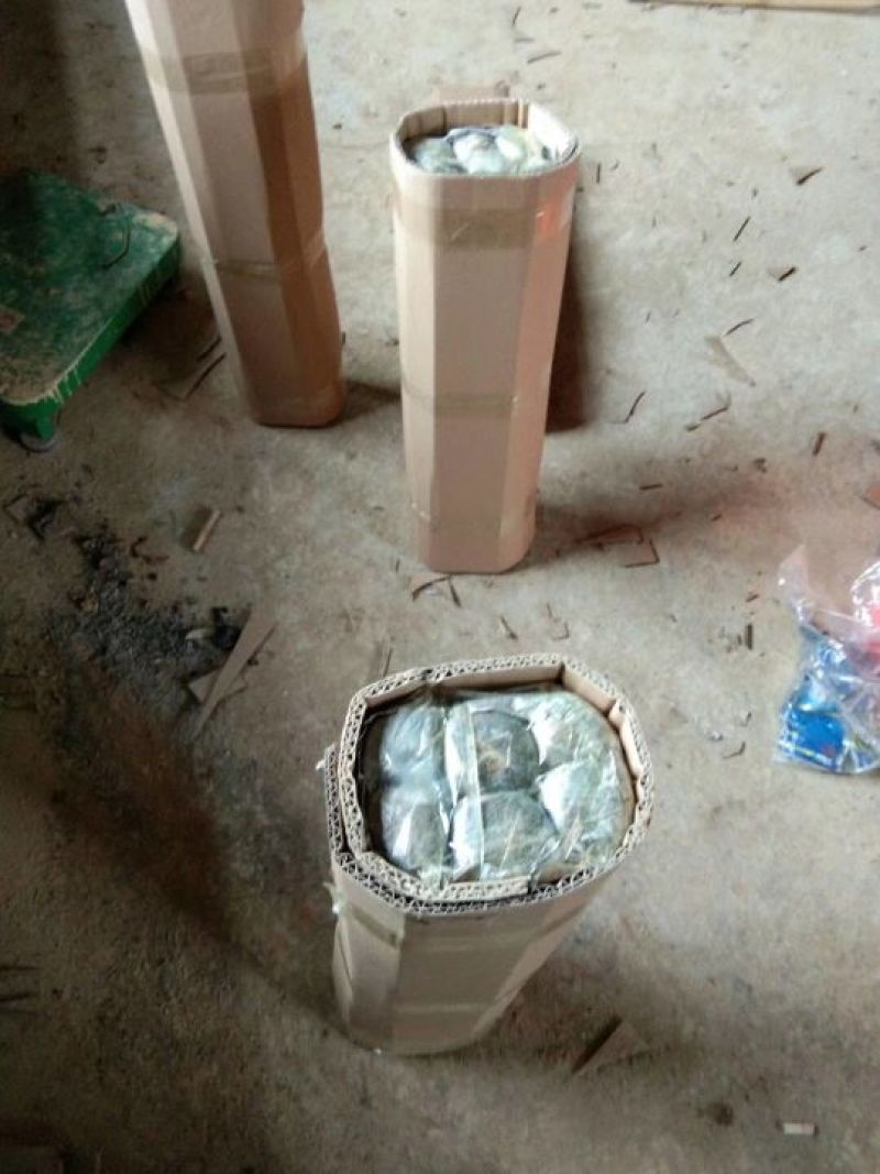 金煌芒树苗，桂七，台农，四季芒果树苗基地直发放心苗