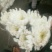 （十枝）白菊花50~80cm