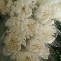 （十枝）白菊花50~80cm