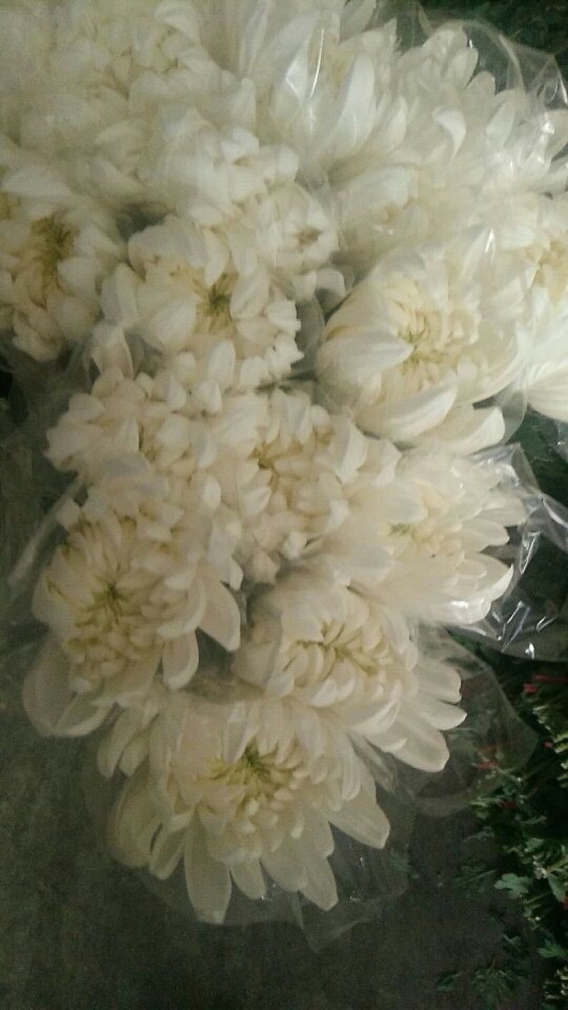 （十枝）白菊花50~80cm