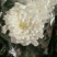 （十枝）白菊花50~80cm