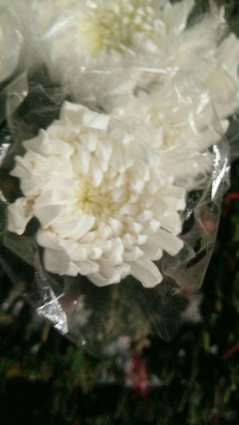 （十枝）白菊花50~80cm