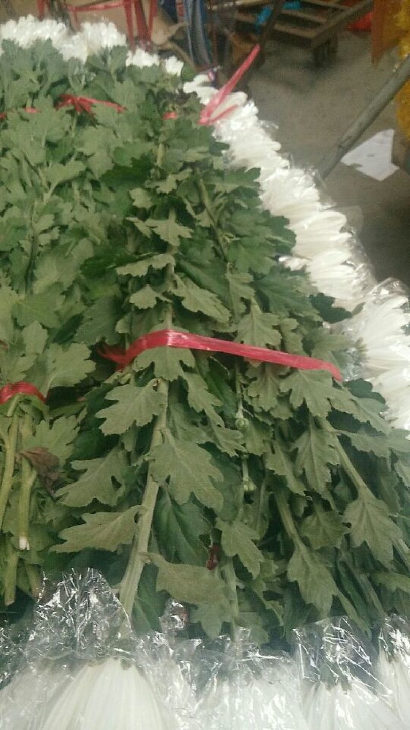 （十枝）白菊花50~80cm