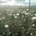 （十枝）白菊花50~80cm