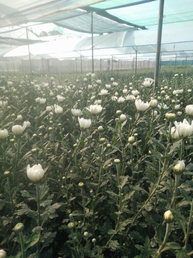 （十枝）白菊花50~80cm