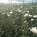 （十枝）白菊花50~80cm