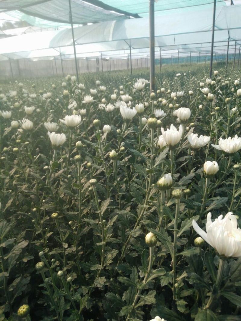 （十枝）白菊花50~80cm