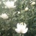 （十枝）白菊花50~80cm
