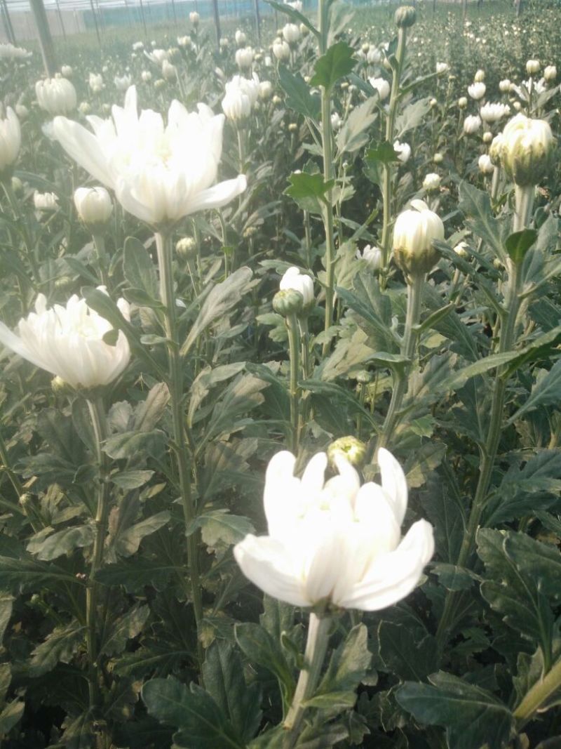 （十枝）白菊花50~80cm