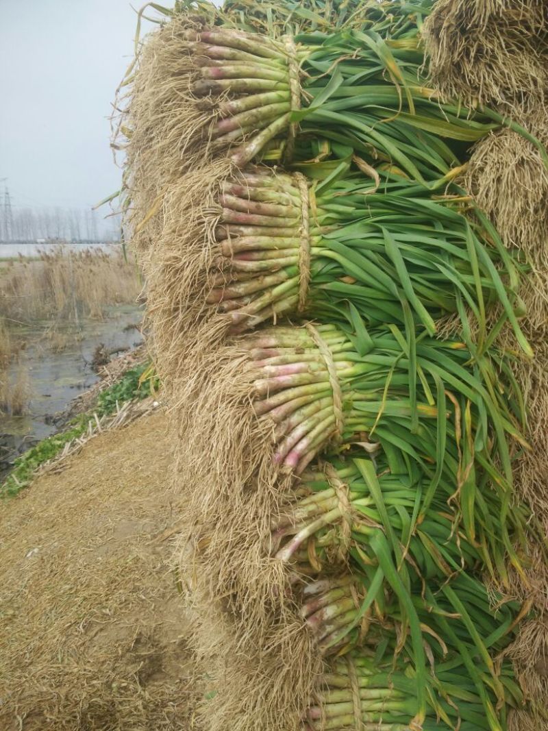 红根蒜苗45~50cm