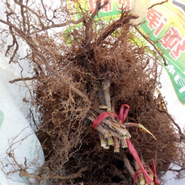 覆盆子苗海尔特滋品种经典品种
