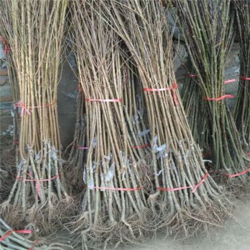 蜂糖李子苗