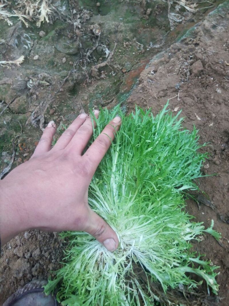 苦菊10~12cm