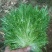 苦菊10~12cm