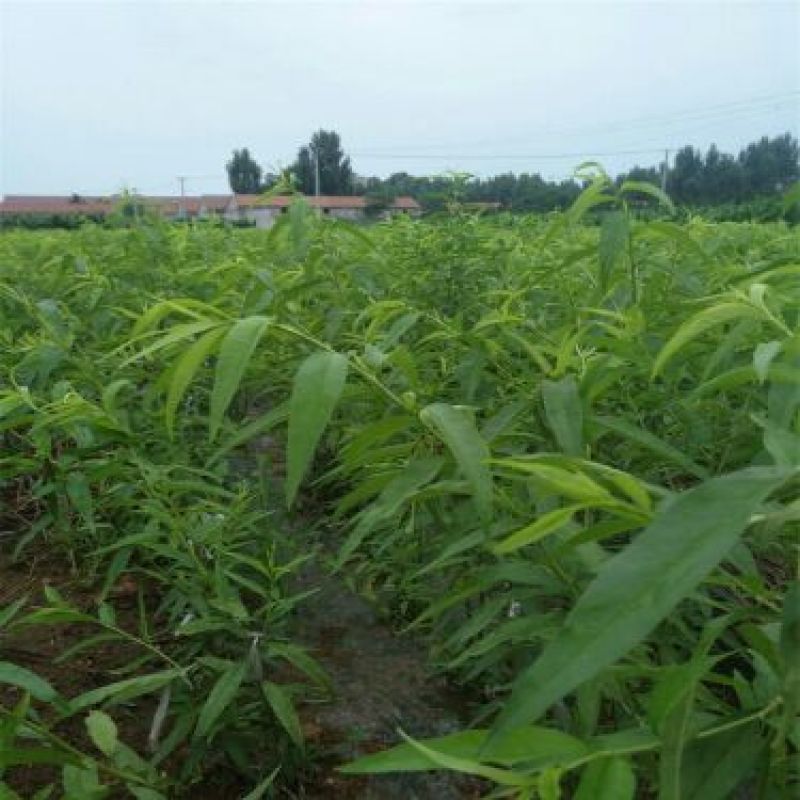 黄金蜜桃4号树苗80cm以上