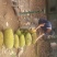 菠萝蜜10~15公斤