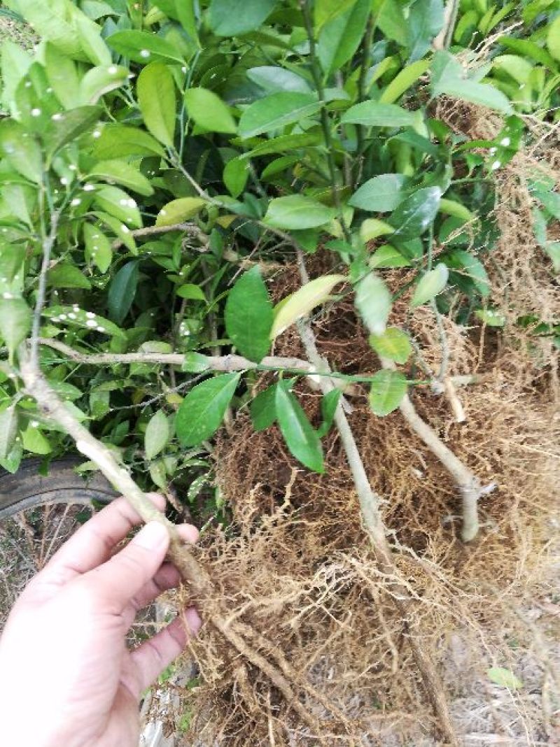 柠檬苗柠檬苗品质保证，免费提供技术指导