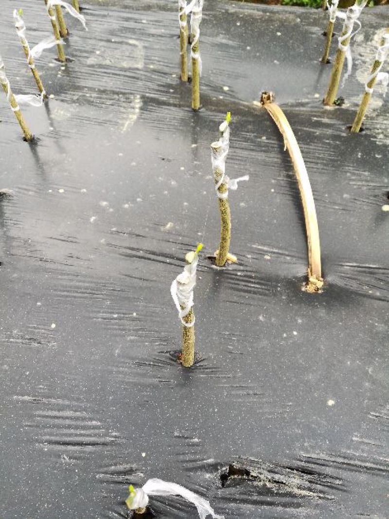 柠檬苗柠檬苗品质保证，免费提供技术指导