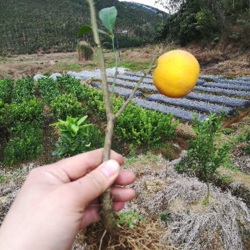 柠檬苗柠檬苗品质保证，免费提供技术指导