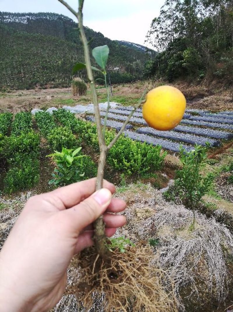柠檬苗柠檬苗品质保证，免费提供技术指导