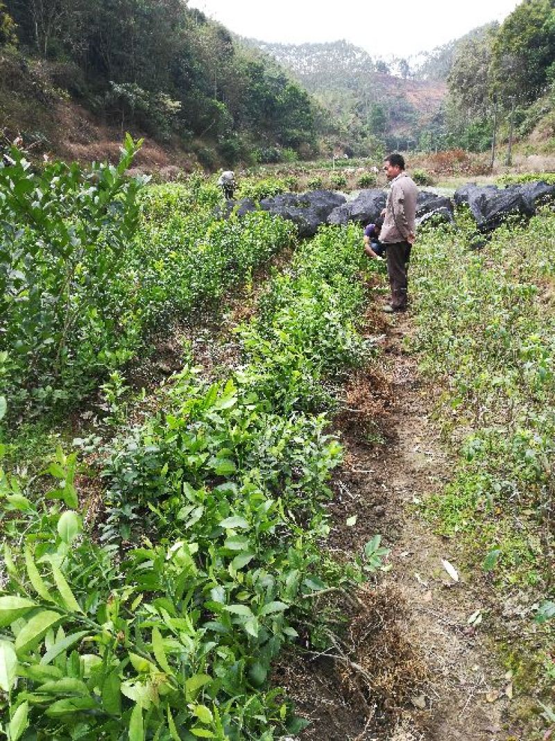 广西香水柠檬树苗土柠檬嫁接苗直销