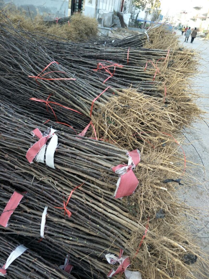 现出售花椒苗大红袍花椒苗无刺花椒苗品种纯正